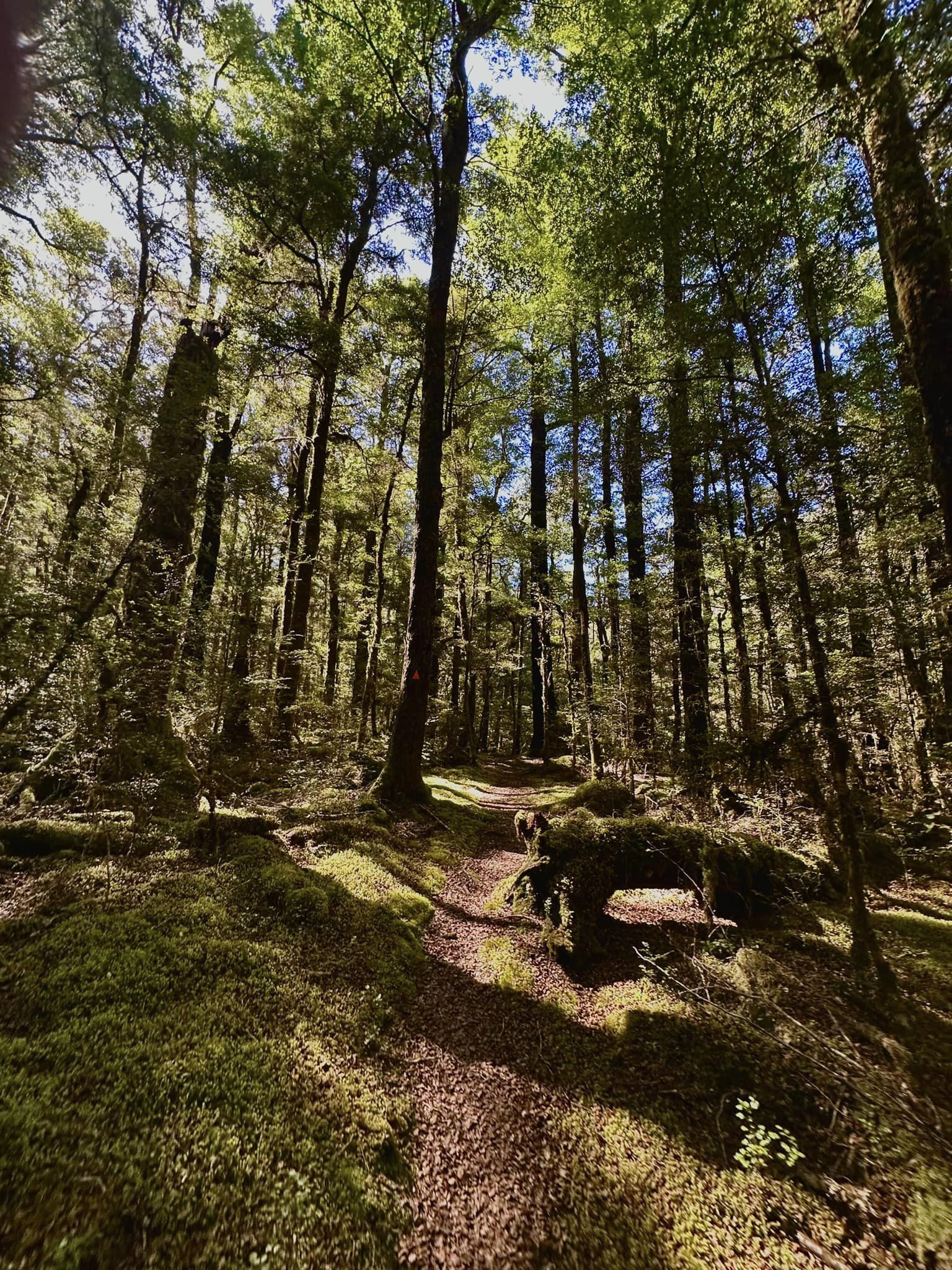 Johnson Creek Track, Tasman Trails Photo Gallery Wild Things