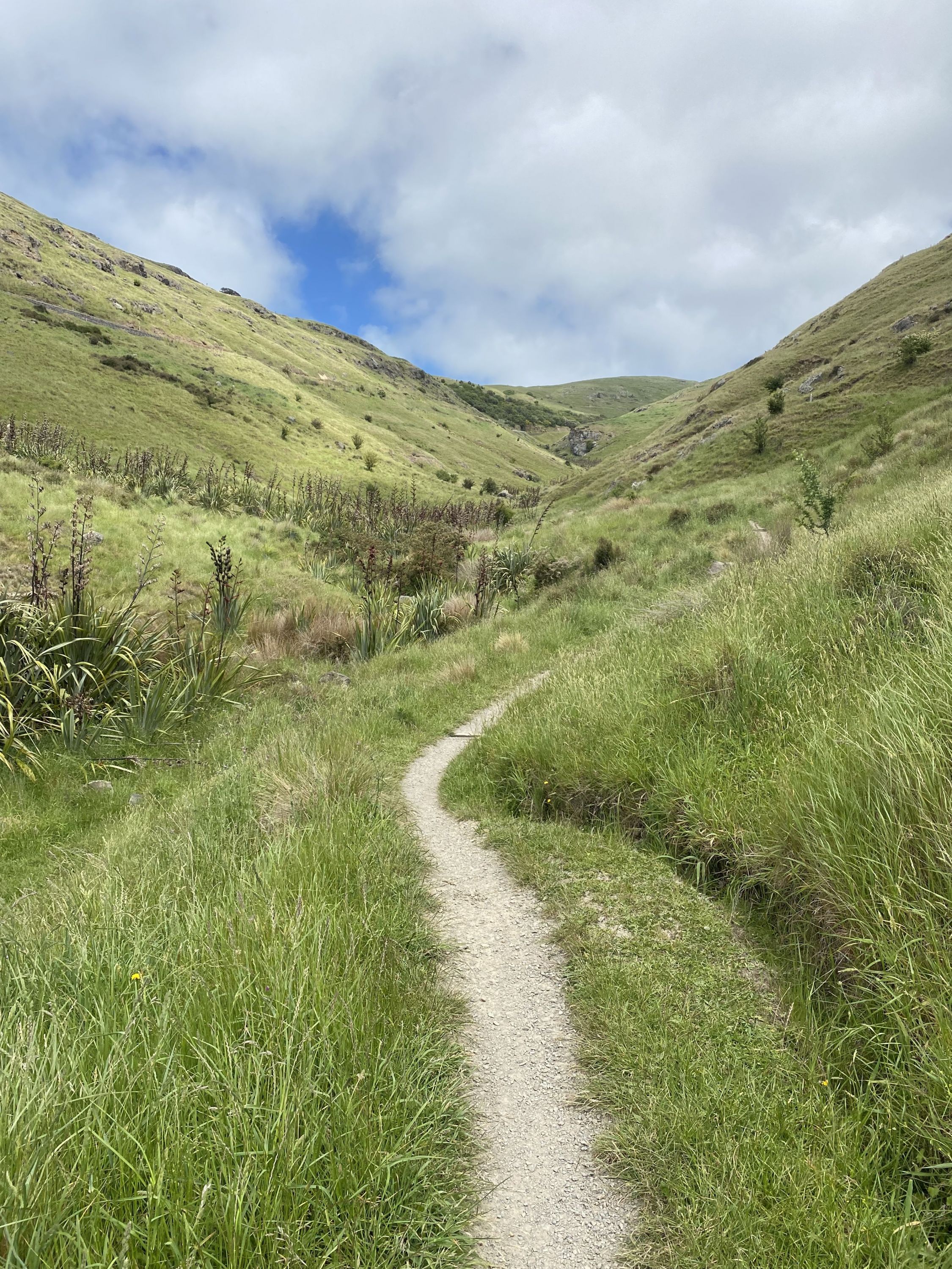Horse Latitudes, Canterbury Trails Photo Gallery Wild Things