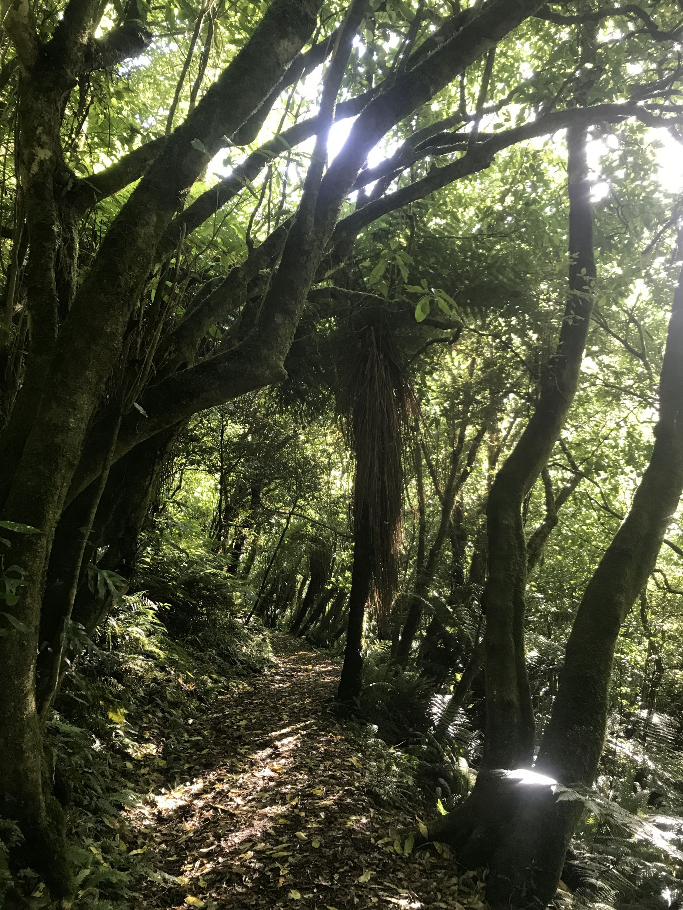 Taieri Mouth Millenium Trail, Otago Trails Photo Gallery Wild Things