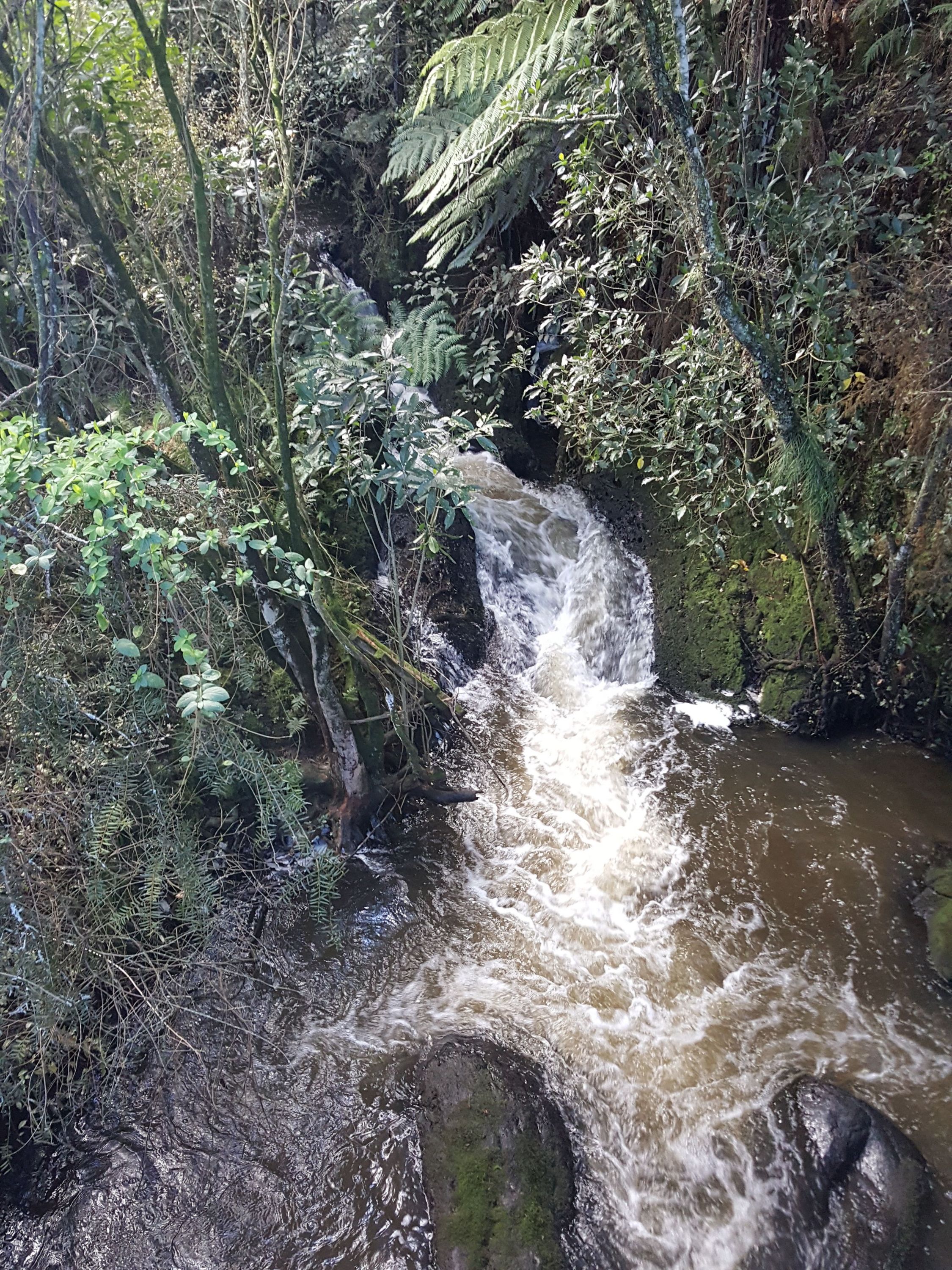 Arapuni Swing Bridge to Jones Landing , Waikato Trails Photo Gallery Wild Things