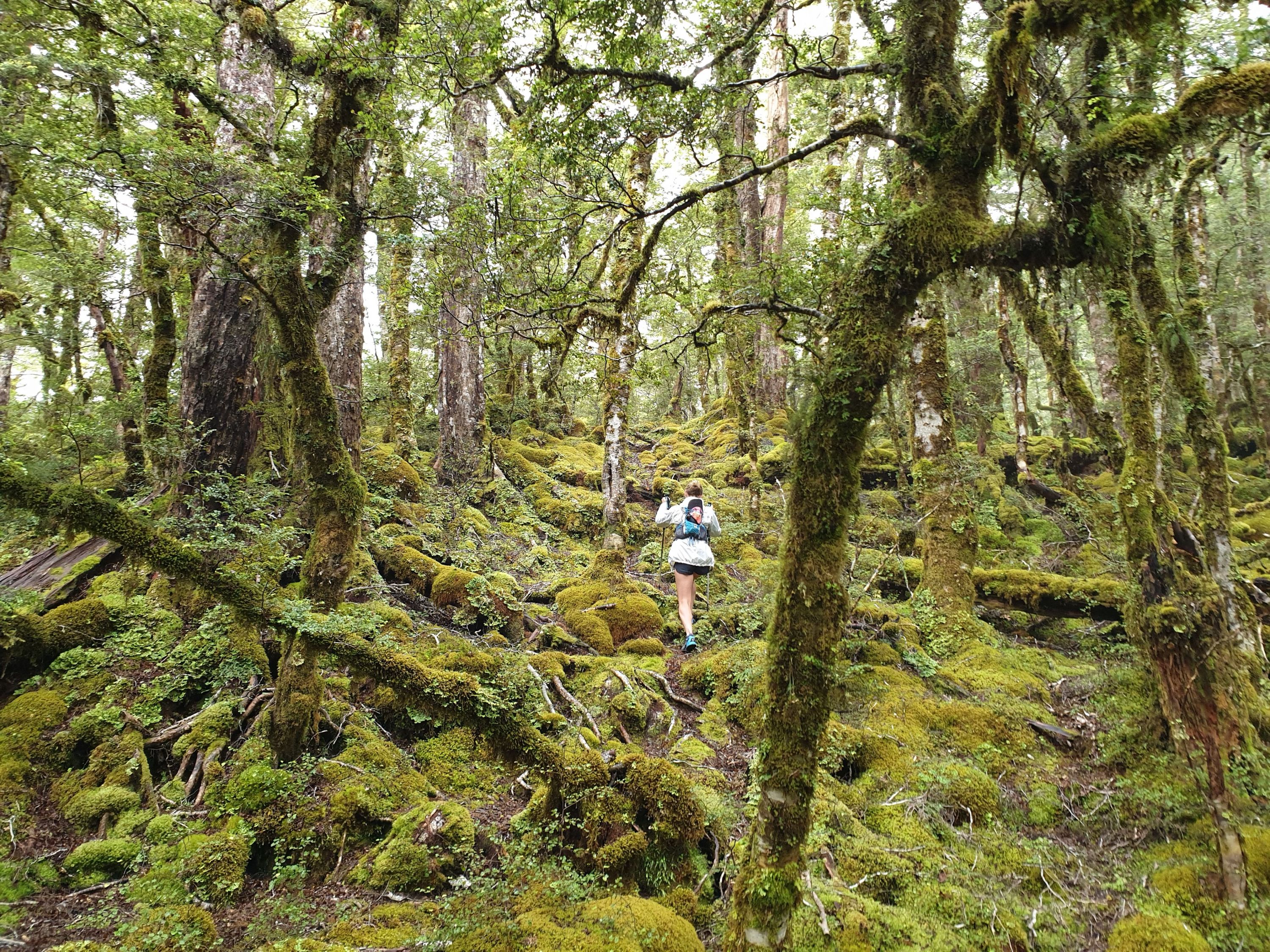 Klondyke Ridge, West Coast Trails Photo Gallery Wild Things