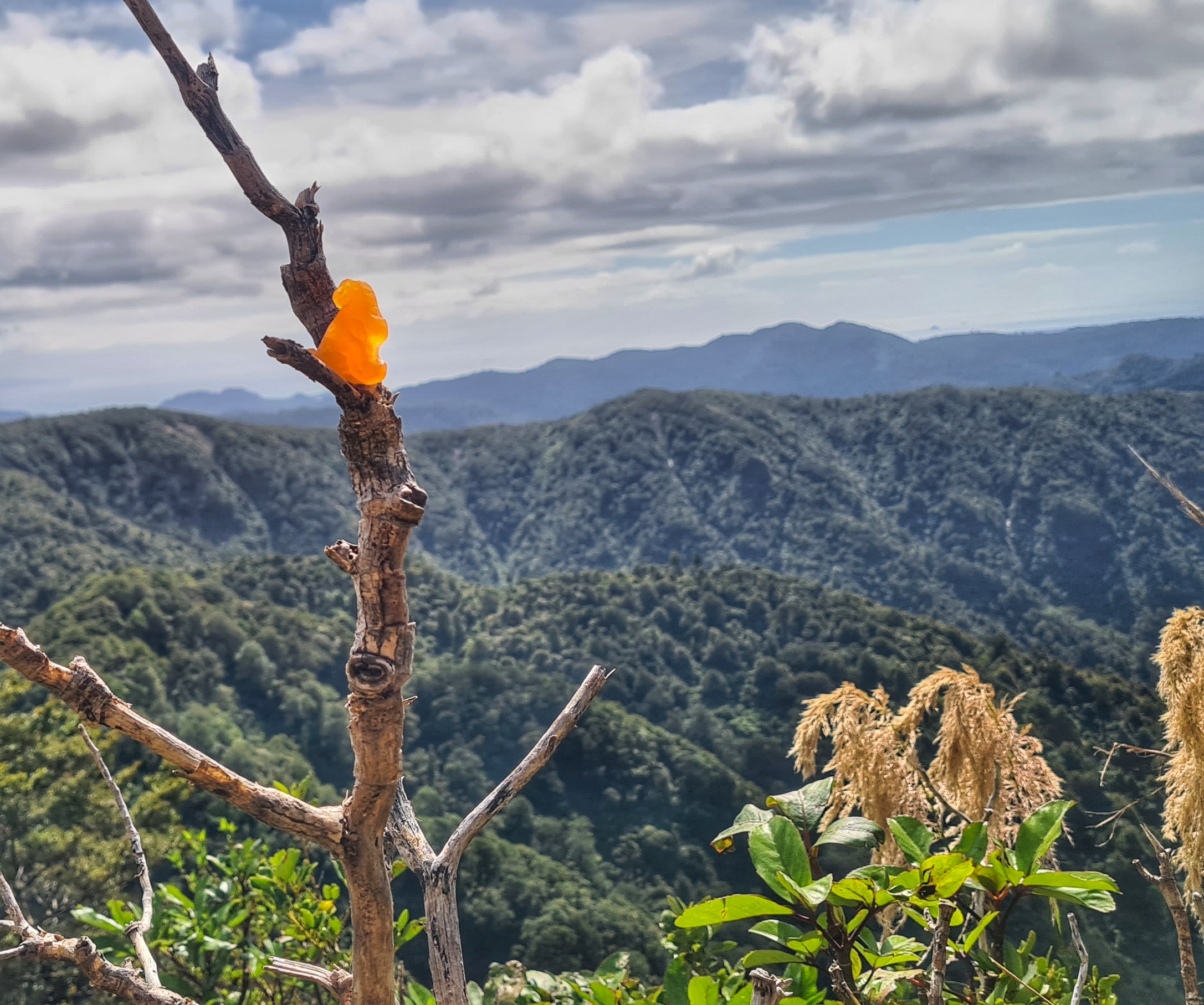 Te Aroha, Waikato Peak Photo Gallery Wild Things