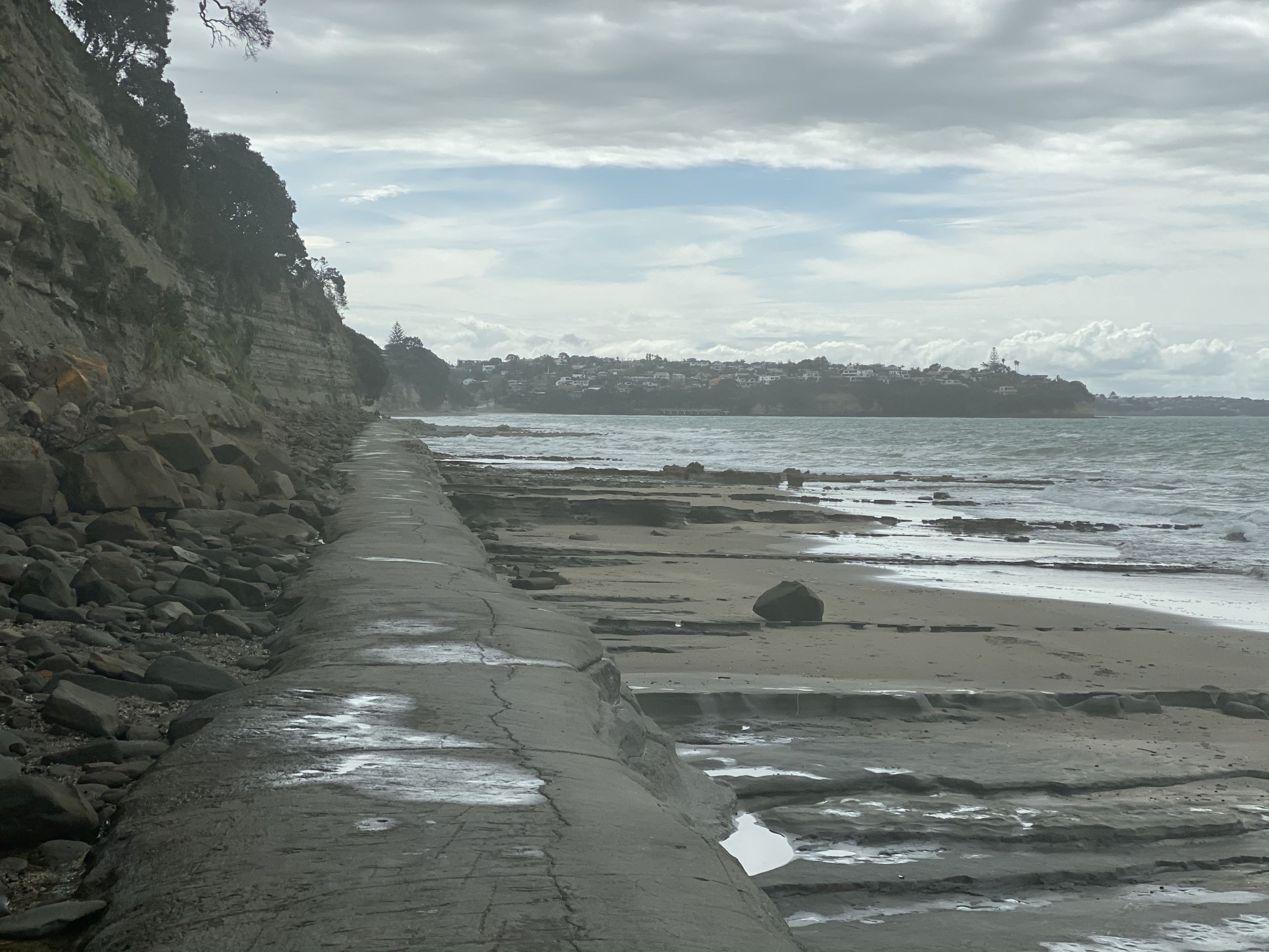 Campbells to Browns Bay, Auckland Trails Photo Gallery Wild Things