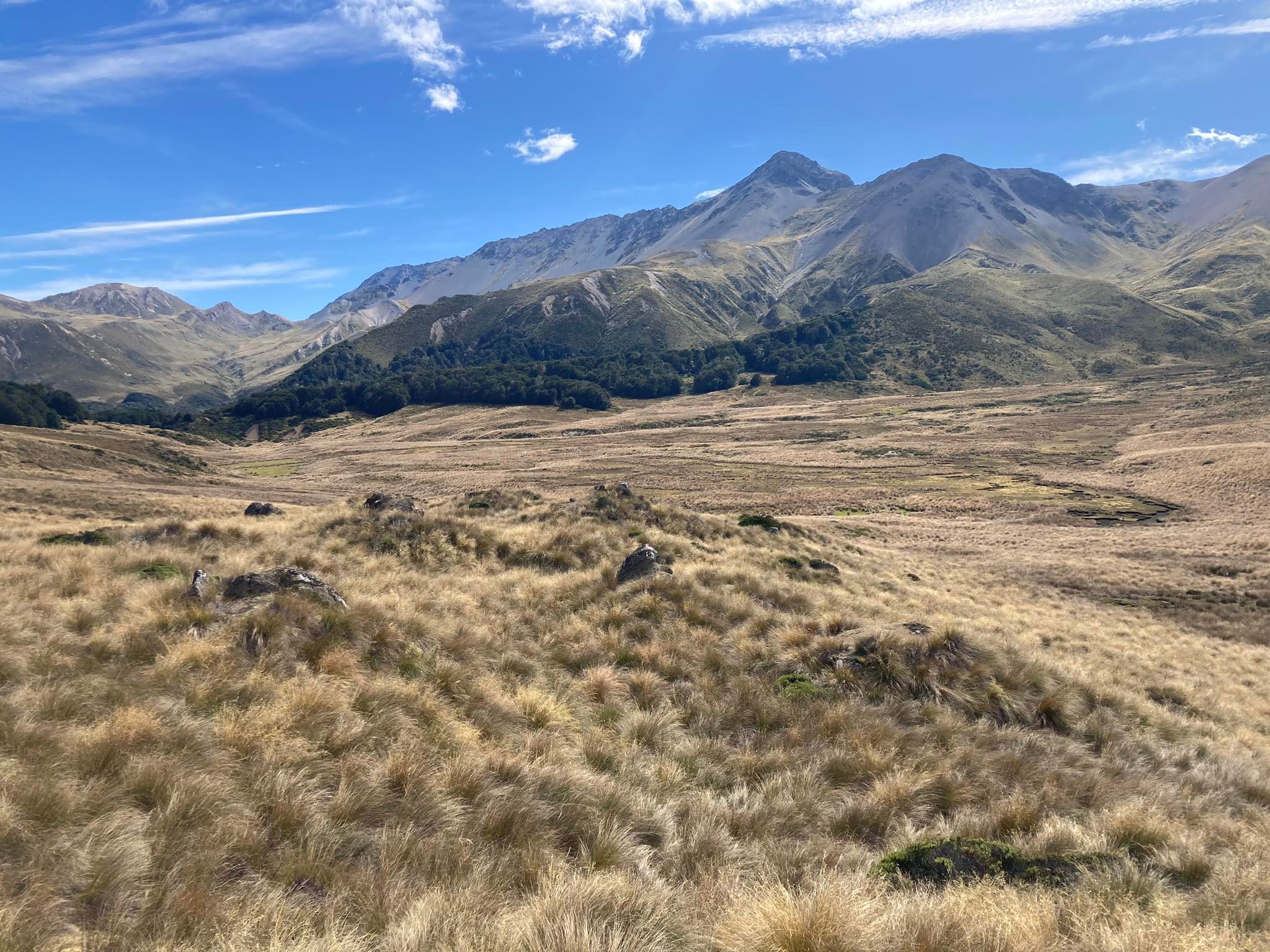 Boyd Creek Tops & Nature Walk, Southland Trails Photo Gallery Wild