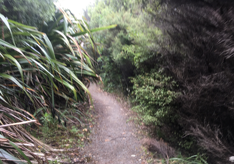 Puke Ariki (Point View Reserve) by Joyce Leevard