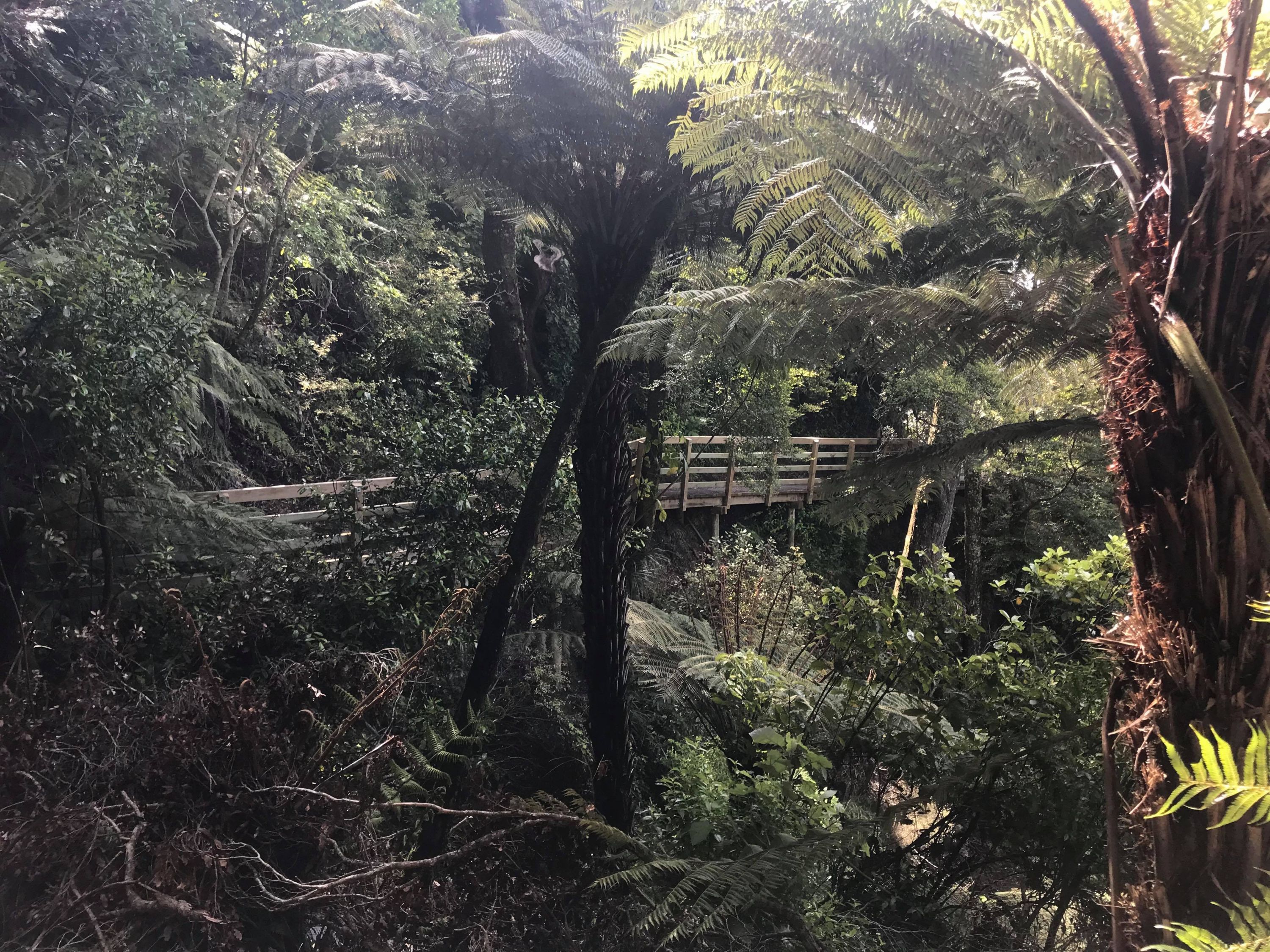 Te Whiti Firebreak Calf Burn, Wellington Trails Photo Gallery Wild