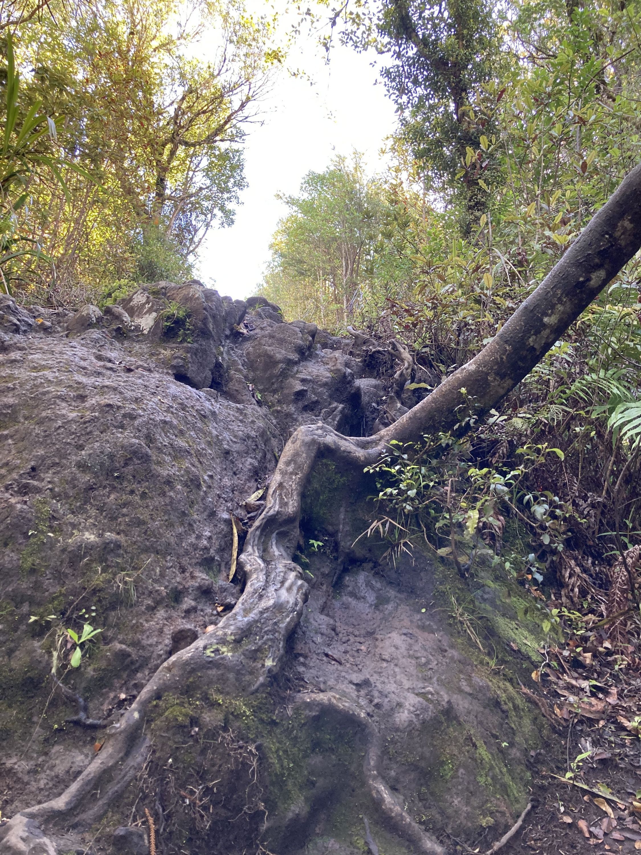 Ruapane Leg Burner, Waikato - Trails Photo Gallery - Wild Things
