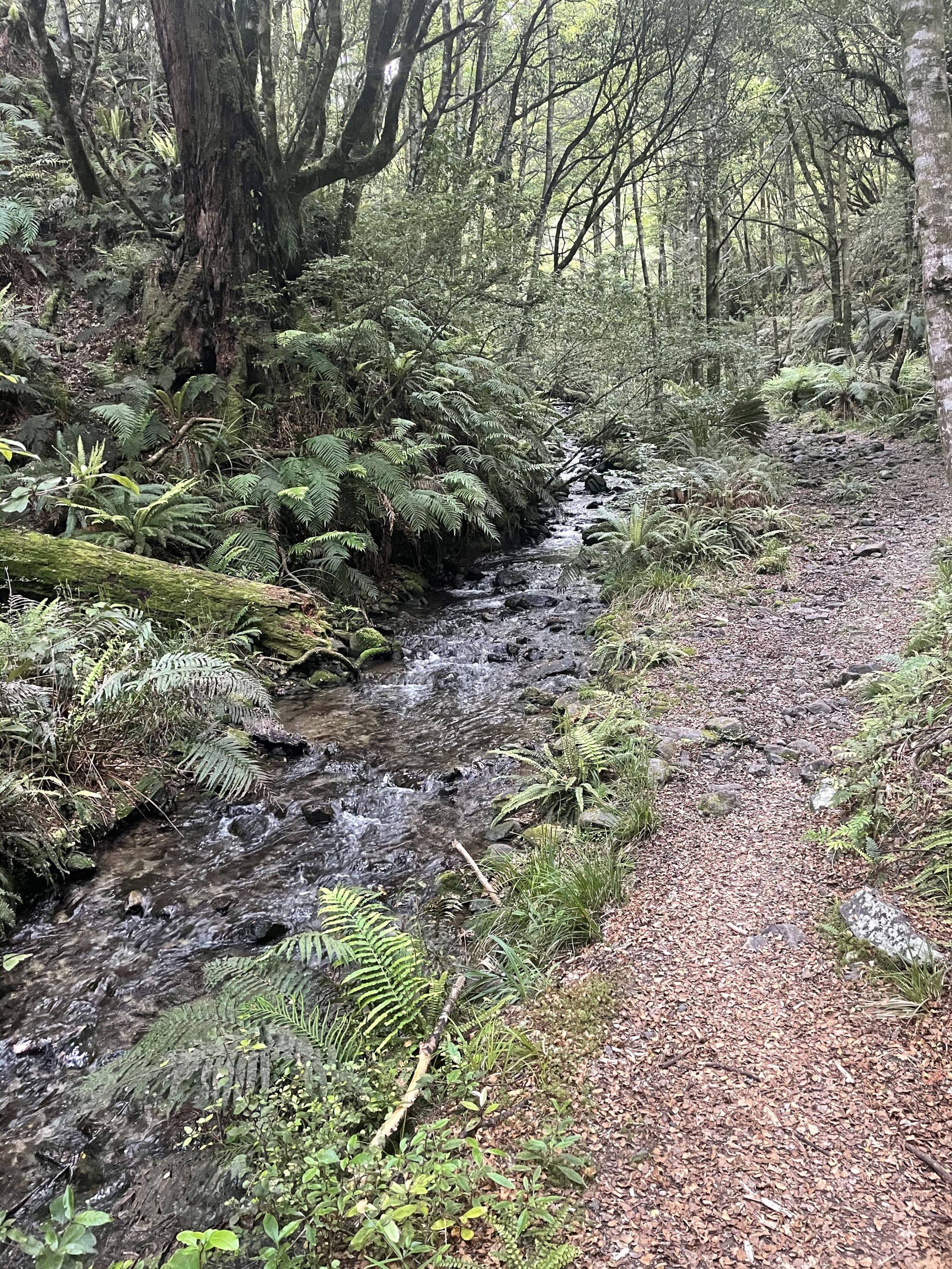 Pillars of Hercules , Waikato Trails Photo Gallery Wild Things
