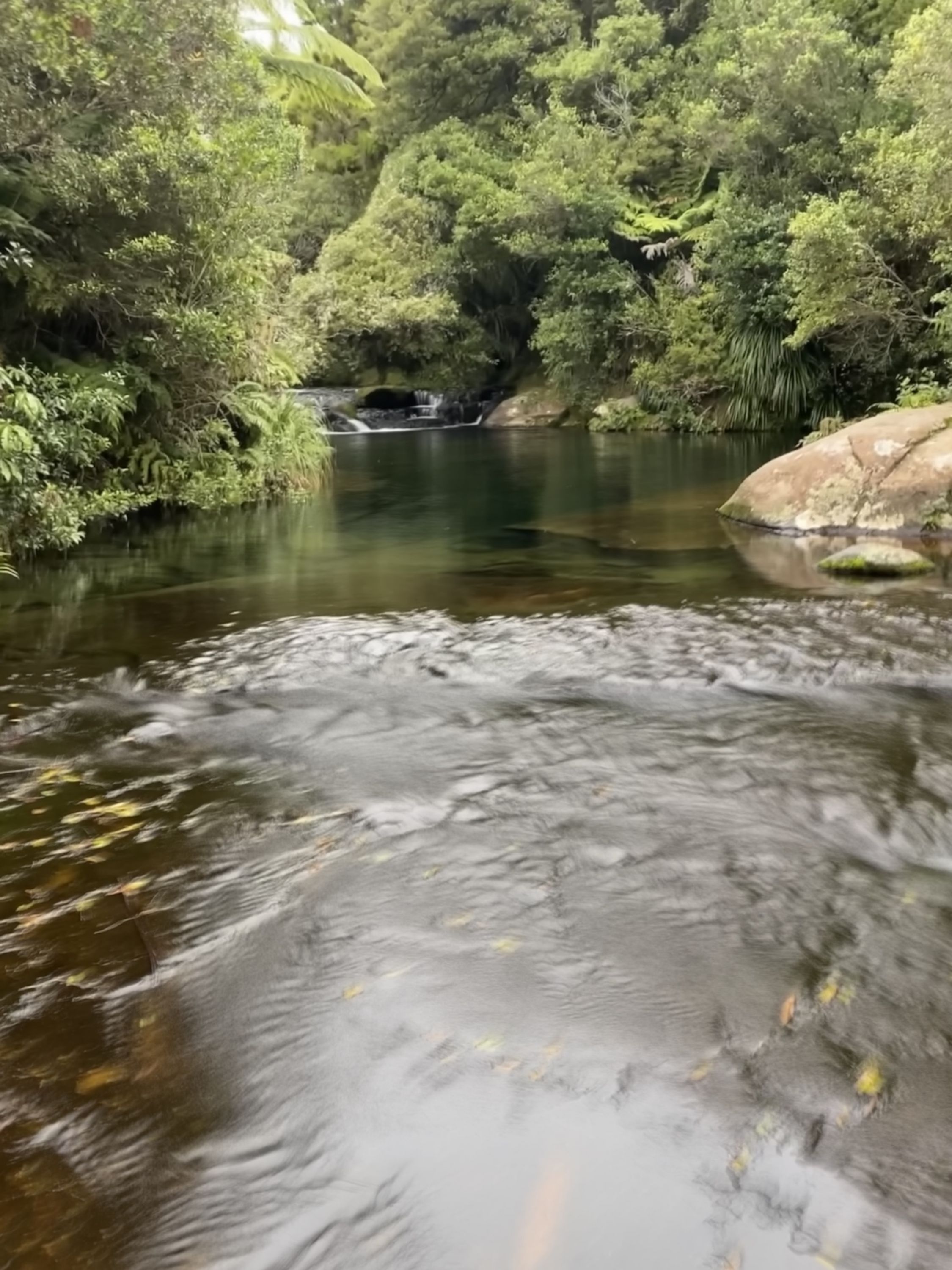 Whakamarama Loop, Bay of Plenty Trails Photo Gallery Wild Things