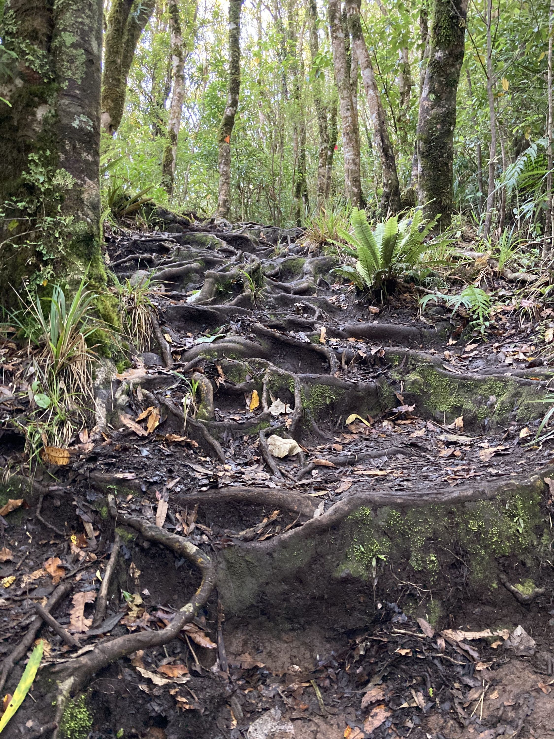 Ruapane Leg Burner, Waikato - Trails Photo Gallery - Wild Things