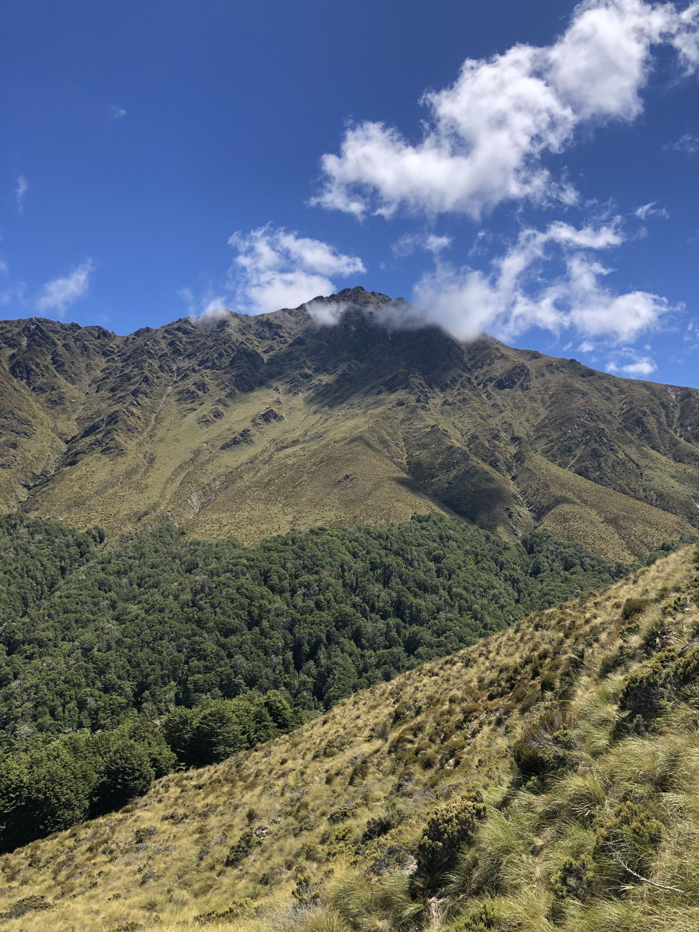Ben Lomond via Tiki Trail, Otago Trails Photo Gallery Wild Things