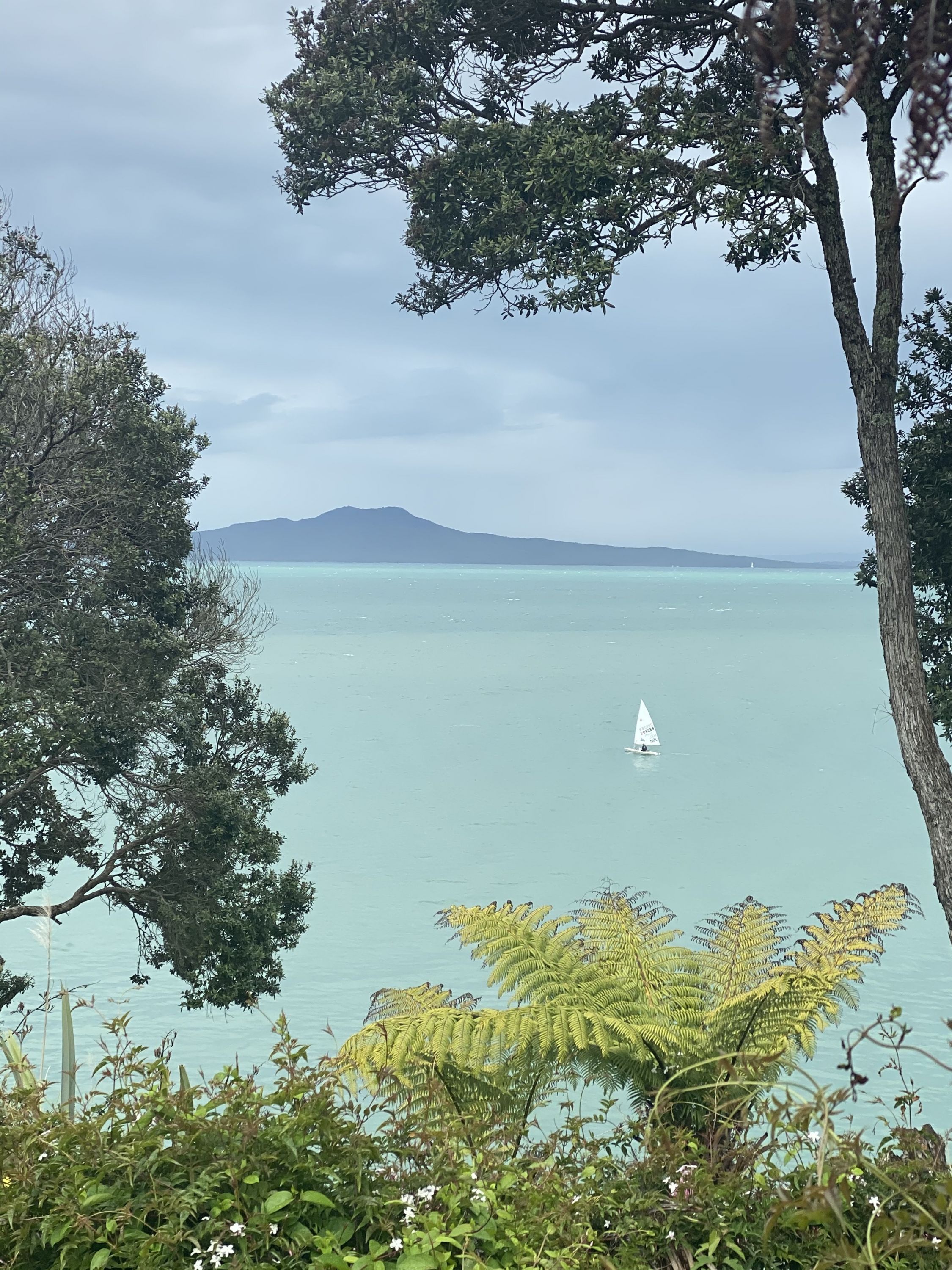 Campbells to Browns Bay, Auckland Trails Photo Gallery Wild Things