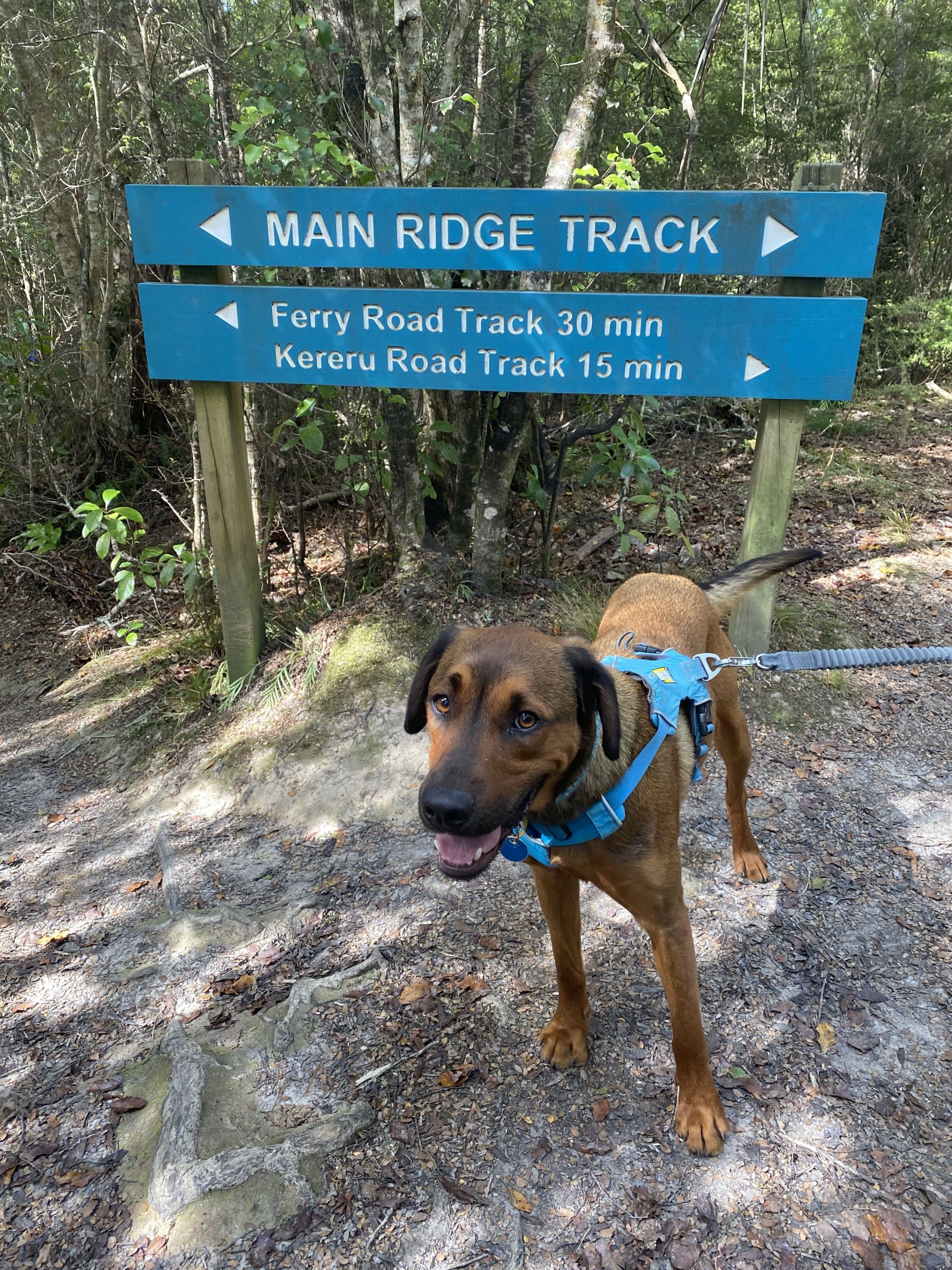 Eastbourne Ridge Loop, Wellington - Trails Photo Gallery - Wild Things