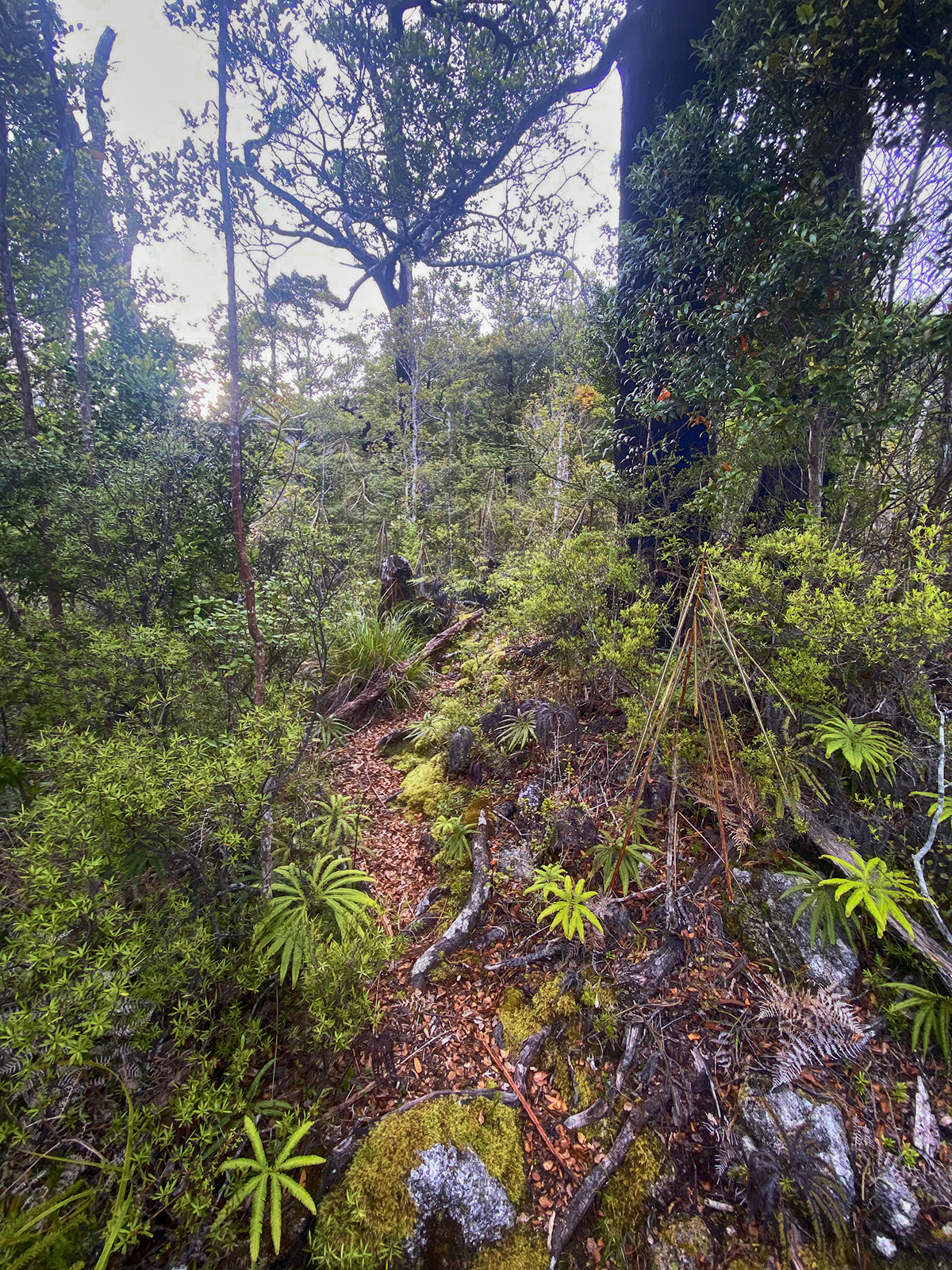 Buckland Ranges Qld Buckland Peaks, West Coast - Trails Photo Gallery - Wild Things