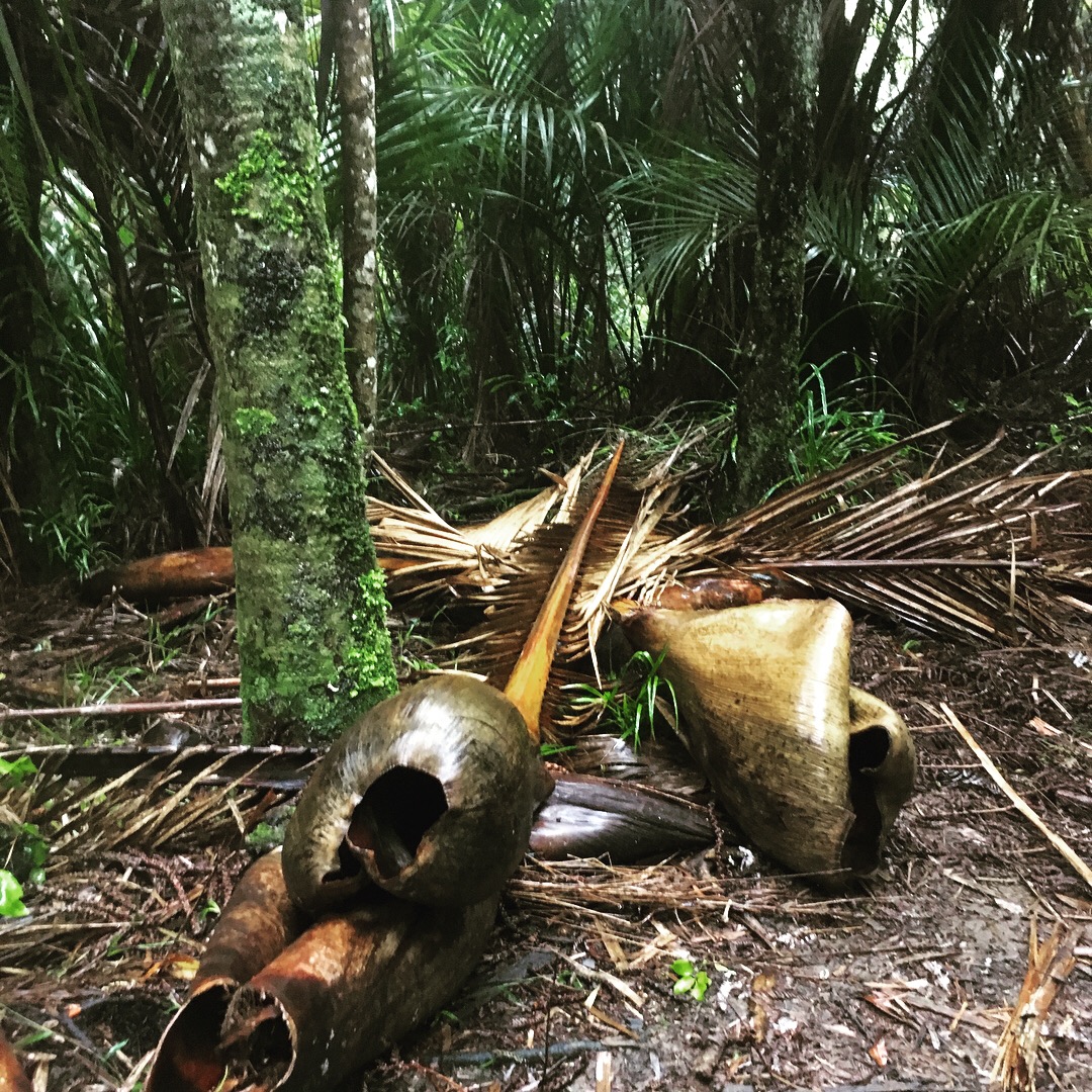 Hakarimata, Brownlee Ave Loop., Waikato Trails Photo Gallery Wild