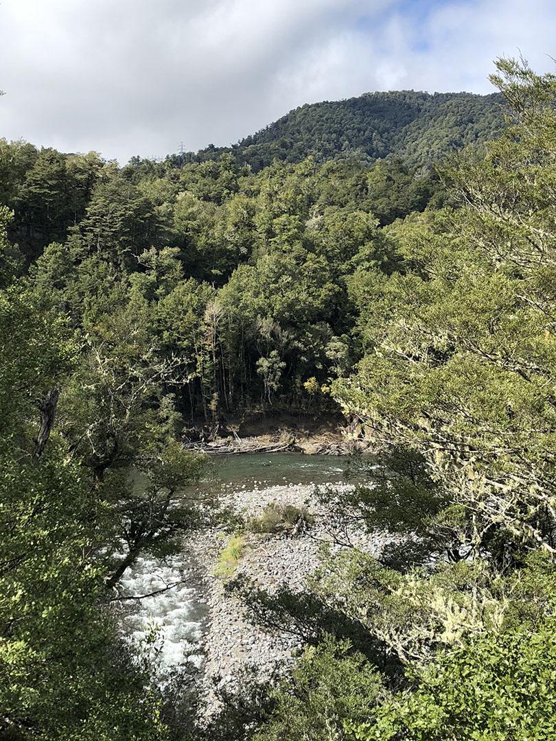 Pillars of Hercules , Waikato Trails Photo Gallery Wild Things