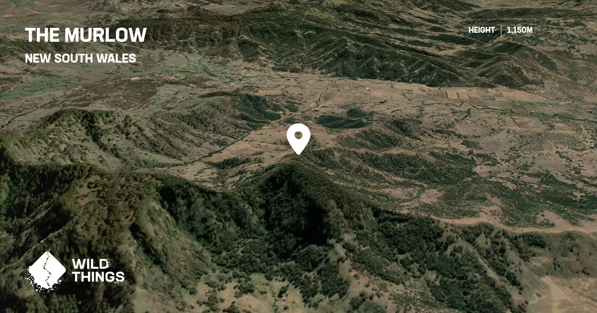 The Murlow, New South Wales, Australia - Peak Directory - Wild Things