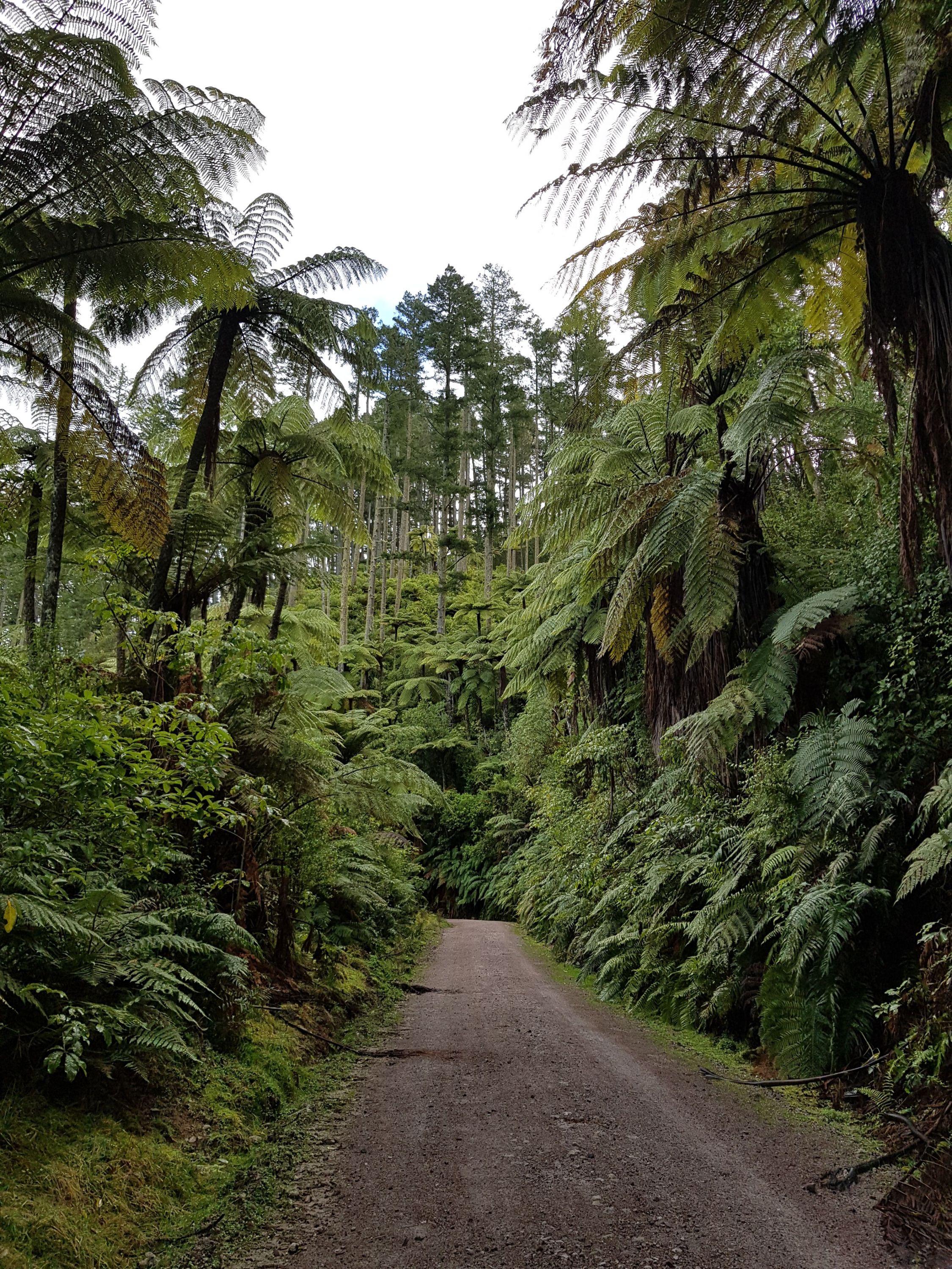 Forests, lakes and volcanic terrain