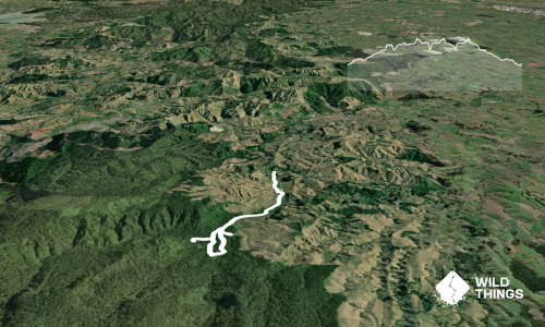 Nikau Loop & Kaniwhaniwha Caves