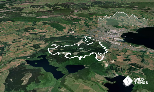 Whakarewarewa Forest Marathon