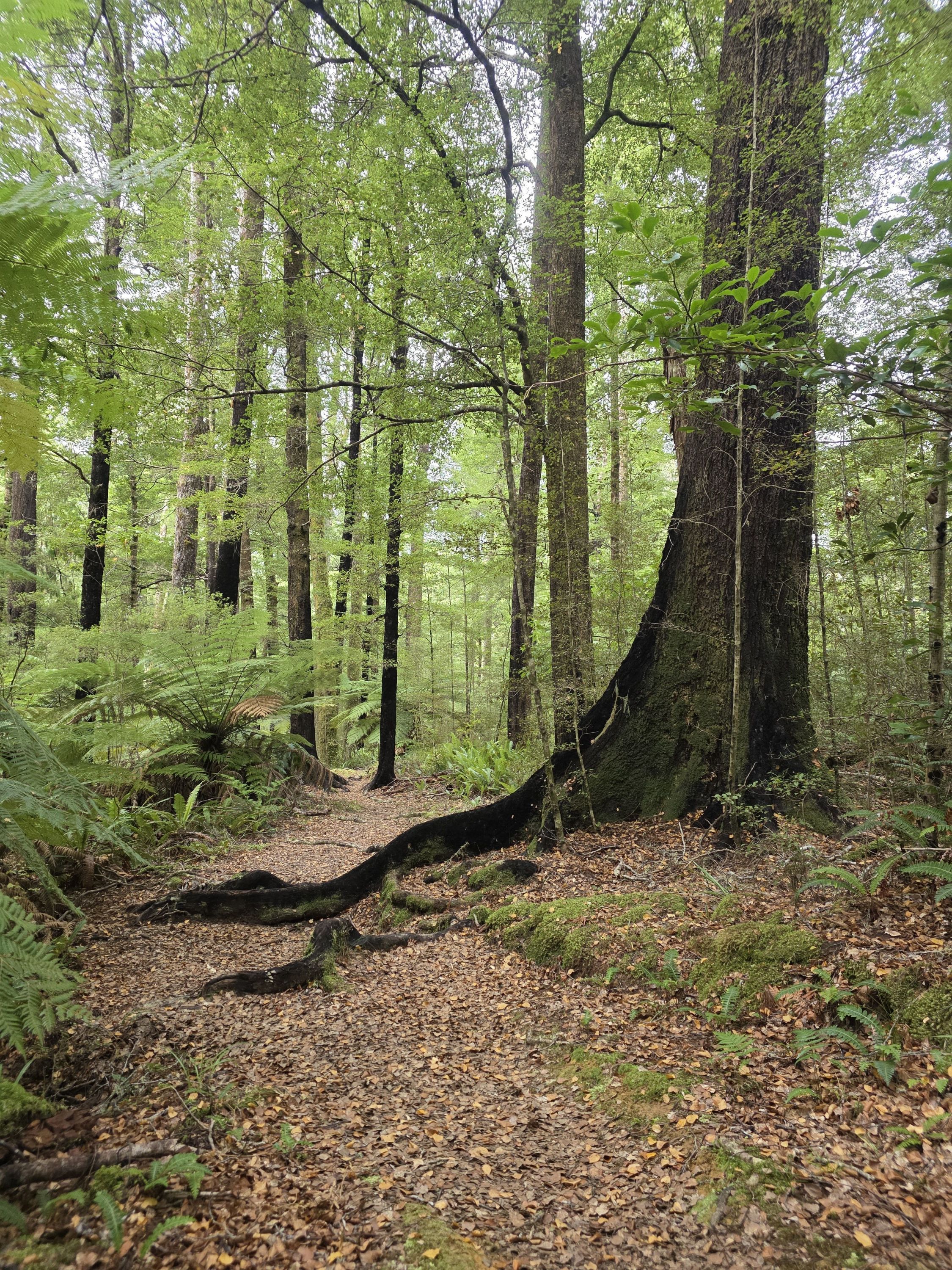 Bush, hills and proper backcountry